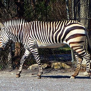 Hartmann's Mountain Zebra