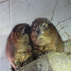 Rock Hyraxes