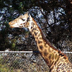Masai Giraffe