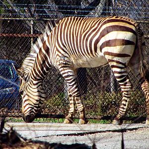 Hartmann's Mountain Zebra