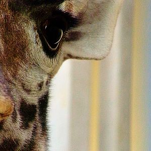 Eye of a Masai Giraffe