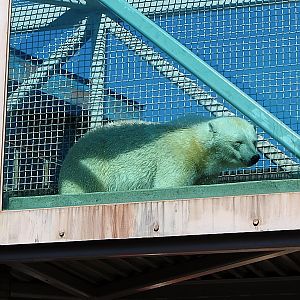 Qannik in Overhead Passage