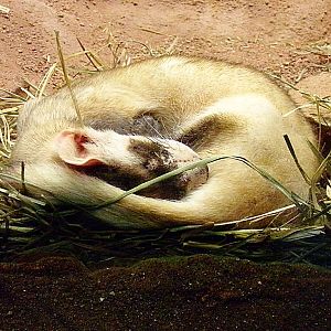 Black-footed Ferret