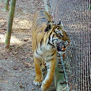 Growling Sumatran Tiger