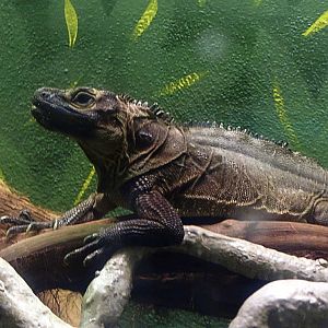 Amboina sailfin dragon