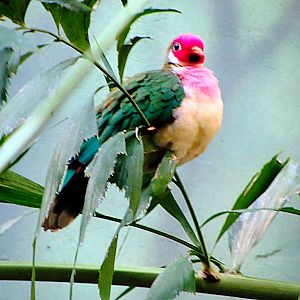 Jambu Fruit Dove