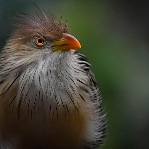 Guira Cuckoo