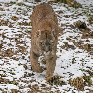 Puma on the prowl
