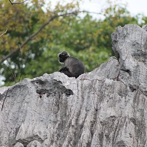 Indochinese Silvered Langur (Trachypithecus germaini)