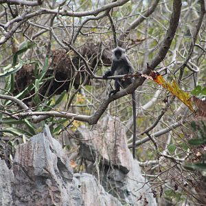 Indochinese Silvered Langur (Trachypithecus germaini)