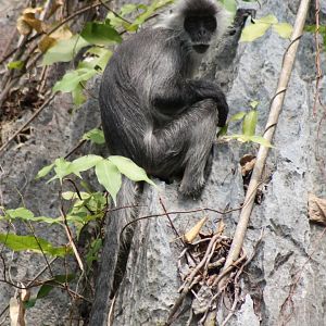 Indochinese Silvered Langur (Trachypithecus germaini)