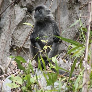 Indochinese Silvered Langur (Trachypithecus germaini)