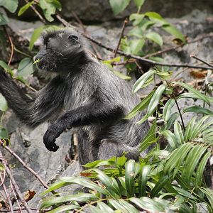 Indochinese Silvered Langur (Trachypithecus germaini)