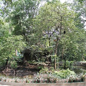 island for Buff-cheeked Gibbons (Nomascus gabriellae)