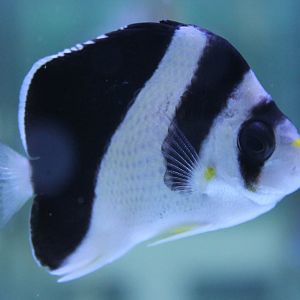 Burgess'  butterflyfish - Chaetodon burgessi