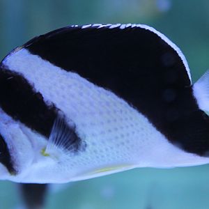 Burgess' butterflyfish - Chaetodon burgessi