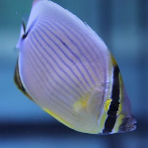 Melon butterflyfish - Chaetodon trifasciatus