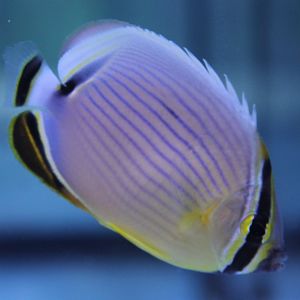 Melon butterflyfish - Chaetodon trifasciatus