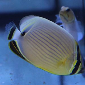 Melon butterflyfish - Chaetodon trifasciatus