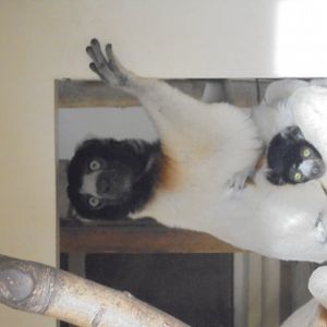 Sifaka and baby.