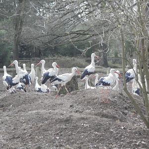 White Storks.