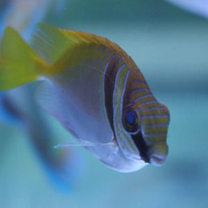 Double-barred spine-foot ( Siganus virgatus )