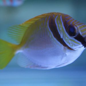 Double-barred spine-foot - Siganus virgatus