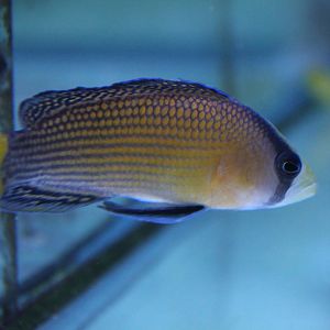 Pseudochromis splendes