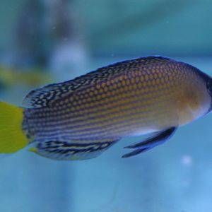 Pseudochromis splendes