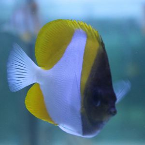 Pyramid butterflyfish - Hemitaurichthys polylepis
