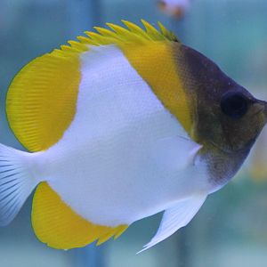 Pyramid butterflyfish - Hemitaurichthys polylepis