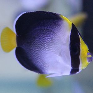 Black-backed angelfish - Chaetodonplus mesoleucus