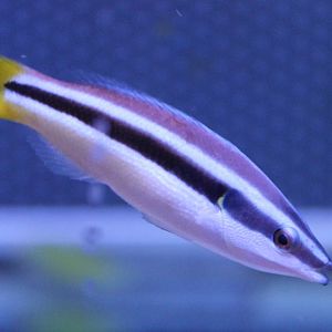 Diproctacanthus xanthurus