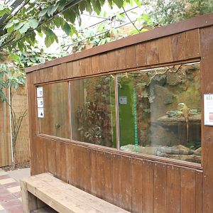 Green iguana-enclosure