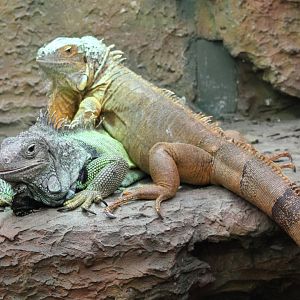 Green iguanas