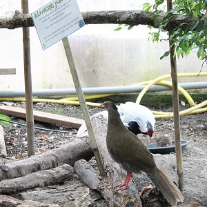 Silvery pheasant-pair with chick