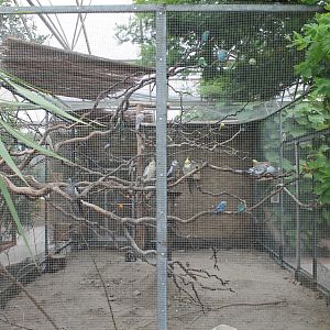 Parakeet-aviary
