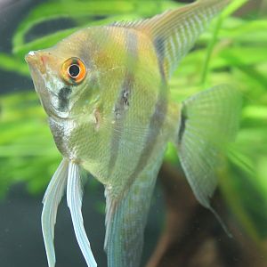 Freshwater angelfish