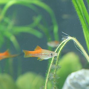 Swordtail