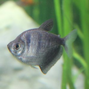 Black tetra