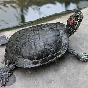 Red-eared slider