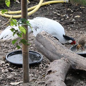 Silvery pheasant with chick