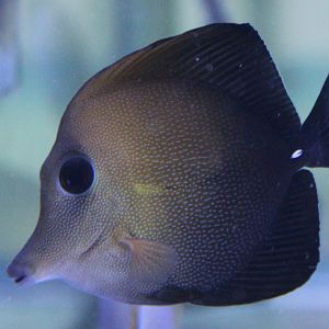 Long-nosed surgeonfish - Zebrasoma rostratum