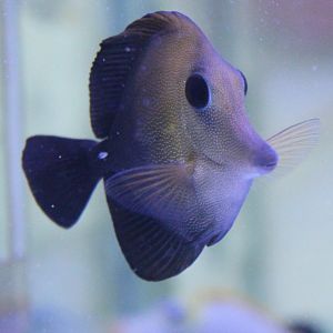 Long-nosed surgeonfish - Zebrasoma rostratum