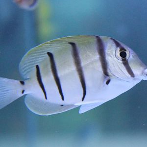 Convict surgeonfish - Acanthurus triostegus