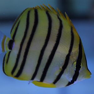 Eightband butterflyfish - Chaetodon octofasciatus