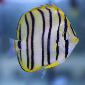 Eightband butterflyfish - Chaetodon octofasciatus