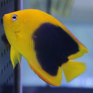 Holacanthus tricolor