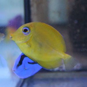 Surgeonfish ID