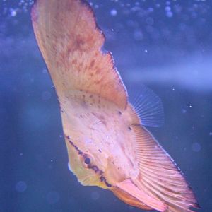 Batfish - Juvenile - Platax orbicularis